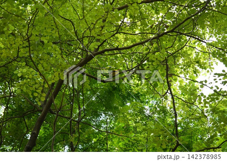 Green Foliage and Bird in Tree Canopy 142378985