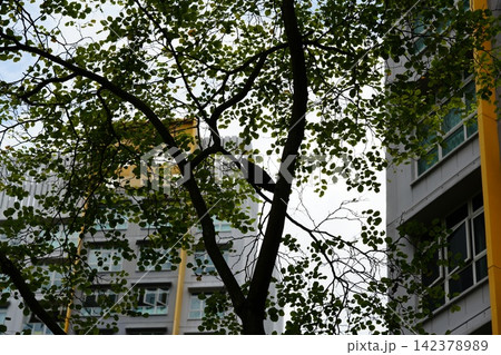 Tree with Bird Silhouette and Building Backdrop in Daytime 142378989