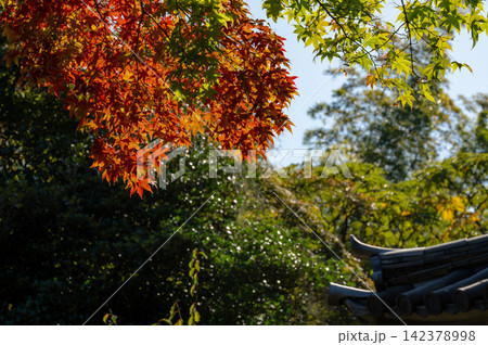 映える紅葉 映える紅葉 142378998