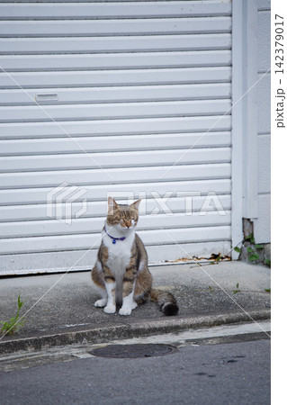 怖気付かない野良猫 142379017