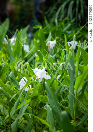 ウコンの花と葉 ウコンの花と葉 142379069
