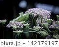 傘状に咲くブラックレースフラワー 142379197