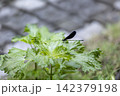紫蘇の葉のハグロトンボ 142379198