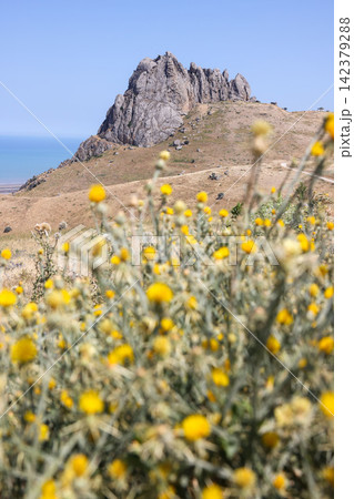 ベシュバルマク山に咲くお花は黄色い ベシュバルマク山に咲くお花は黄色い 142379288