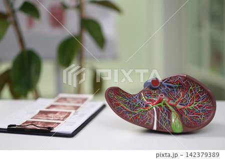 liver model displayed in side view in an educational office or classroom setting with brown and red materials and plastic and paper folders containing slides for medical education. liver model displayed in side view in an educational office or classroom setting with brown and red materials and plastic and paper folders containing slides for medical education. 142379389