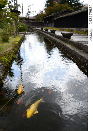 山形県金山町 秋のみちのくで鯉泳ぐ水路に沿って暮らす 142379624