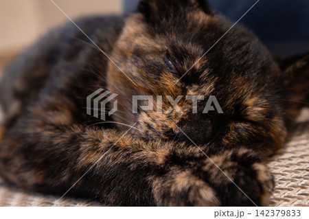 気持ちよさそうに眠るサビ猫の寝顔 142379833