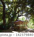 天神の樟  142379840