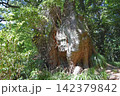 天神の樟  142379842