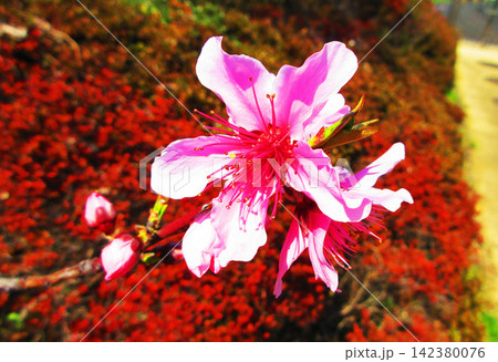 春のモモの花の風景 春のモモの花の風景 142380076
