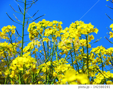 春の菜の花と青空の風景 春の菜の花と青空の風景 142380191
