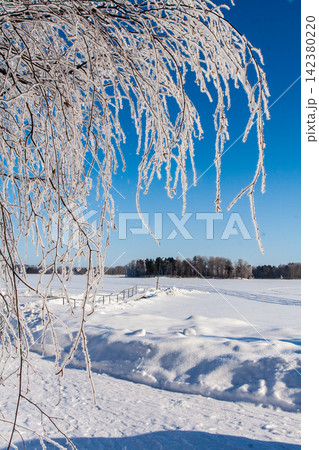 Frosty ice snow on branches of tree and grass Frosty ice snow on branches of tree and grass 142380220