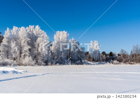 Snowy field with traces, trees at winter 142380234
