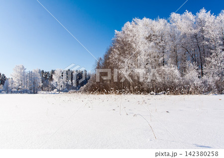 Snowy field with traces, trees at winter Snowy field with traces, trees at winter 142380258