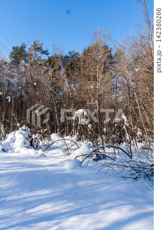 Frosty ice snow on branches of tree and grass Frosty ice snow on branches of tree and grass 142380266