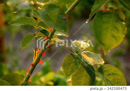 Close-up of a green rose stem with sharp red thorns and dew-covered leaves illuminated by warm morning sunlight. Nature, flora, and summer garden concept 142380473