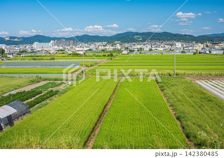 久御山町の田園風景 京都府久世郡 久御山町の田園風景 京都府久世郡 142380485