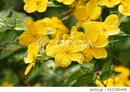 春に咲く鮮やかなヤマブキの花(東高根森林公園) 春に咲く鮮やかなヤマブキの花(東高根森林公園) 142380489