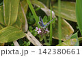 イブキジャコウソウの蜜を吸うヒメシジミのオス 142380661