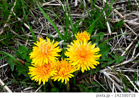 春の花、タンポポ 春の花、タンポポ 142380718