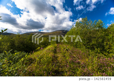 Scenic summer landscape with flowering heath, lush northern vegetation and rounded mountain slopes in the Khibiny Mountains, Murmansk Region, Russia. Colorful subarctic wilderness under a dramatic clo Scenic summer landscape with flowering heath, lush northern vegetation and rounded mountain slopes in the Khibiny Mountains, Murmansk Region, Russia. Colorful subarctic wilderness under a dramatic clo 142381459