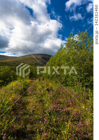 Scenic summer landscape with flowering heath, lush northern vegetation and rounded mountain slopes in the Khibiny Mountains, Murmansk Region, Russia. Colorful subarctic wilderness under a dramatic clo Scenic summer landscape with flowering heath, lush northern vegetation and rounded mountain slopes in the Khibiny Mountains, Murmansk Region, Russia. Colorful subarctic wilderness under a dramatic clo 142381460