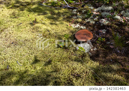 Wild birch bolete mushroom (Leccinum scabrum) growing among moss and lichen on the forest floor in Murmansk Region, northern Russia. Edible wild mushroom photographed in its natural boreal forest habi 142381463