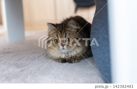 机の下でくつろぐ可愛い猫 ペルシャ猫 机の下でくつろぐ可愛い猫 ペルシャ猫 142382481