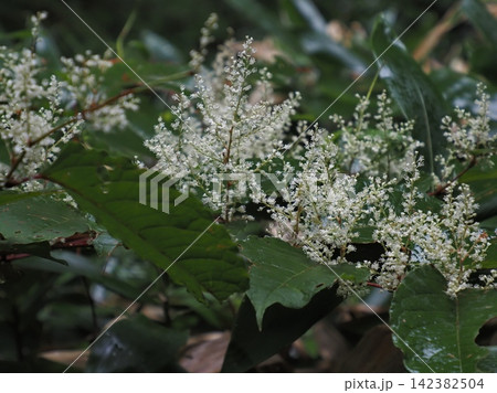 イタドリの花 イタドリの花 142382504