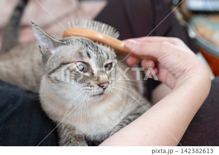 可愛い猫にブラシをかける飼い主 142382613
