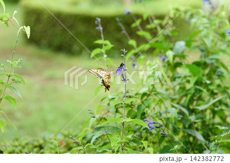 花の蜜を吸うアゲハ蝶 花の蜜を吸うアゲハ蝶 142382772