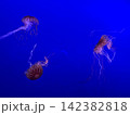 クラゲ 142382818