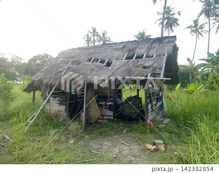 Abandoned traditional wooden shed with makeshift ladder in a tropical coconut palm garden 142382854