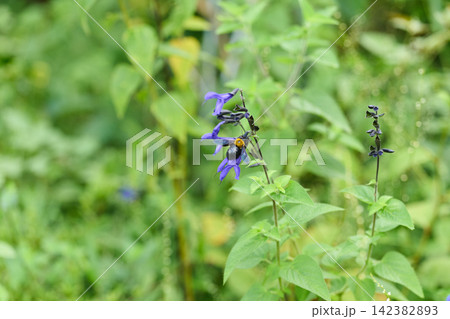 花の蜜を吸うクマバチ 花の蜜を吸うクマバチ 142382893
