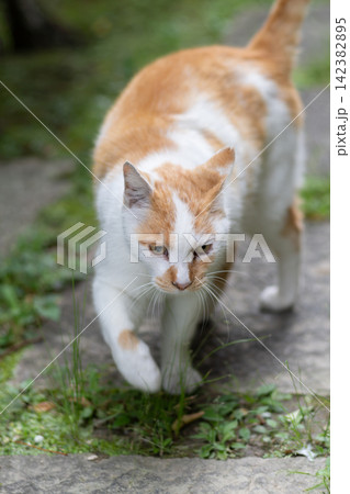 歩く猫 茶白猫 歩く猫 茶白猫 142382895