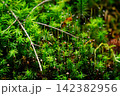 白駒の森 142382956