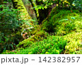 白駒の森 142382957