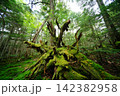 白駒の森 142382958