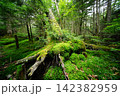 白駒の森 142382959
