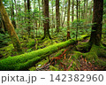 白駒の森 142382960