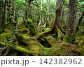 白駒の森 142382962