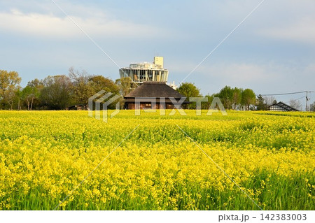 福島潟を彩る菜の花とビュー福島潟(新潟県新潟市) 福島潟を彩る菜の花とビュー福島潟(新潟県新潟市) 142383003