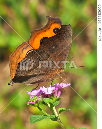 タテハモドキ(秋型)（Junonia almana） 142383009