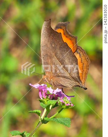 タテハモドキ(秋型)（Junonia almana） 142383010