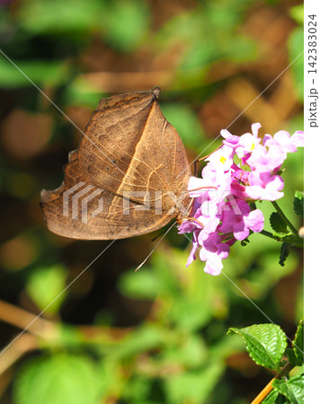 タテハモドキ(秋型)(Junonia almana) タテハモドキ(秋型)(Junonia almana) 142383024