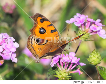 タテハモドキ(秋型)（Junonia almana） 142383033