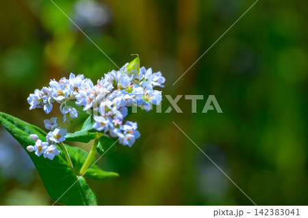 白いそばの花のアップ。右半分に余白 白いそばの花のアップ。右半分に余白 142383041
