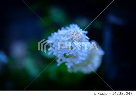 白い紫陽花が濃いブルーの背景に写っている 白い紫陽花が濃いブルーの背景に写っている 142383047