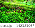 苔の森 142383067