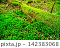 苔の森 142383068